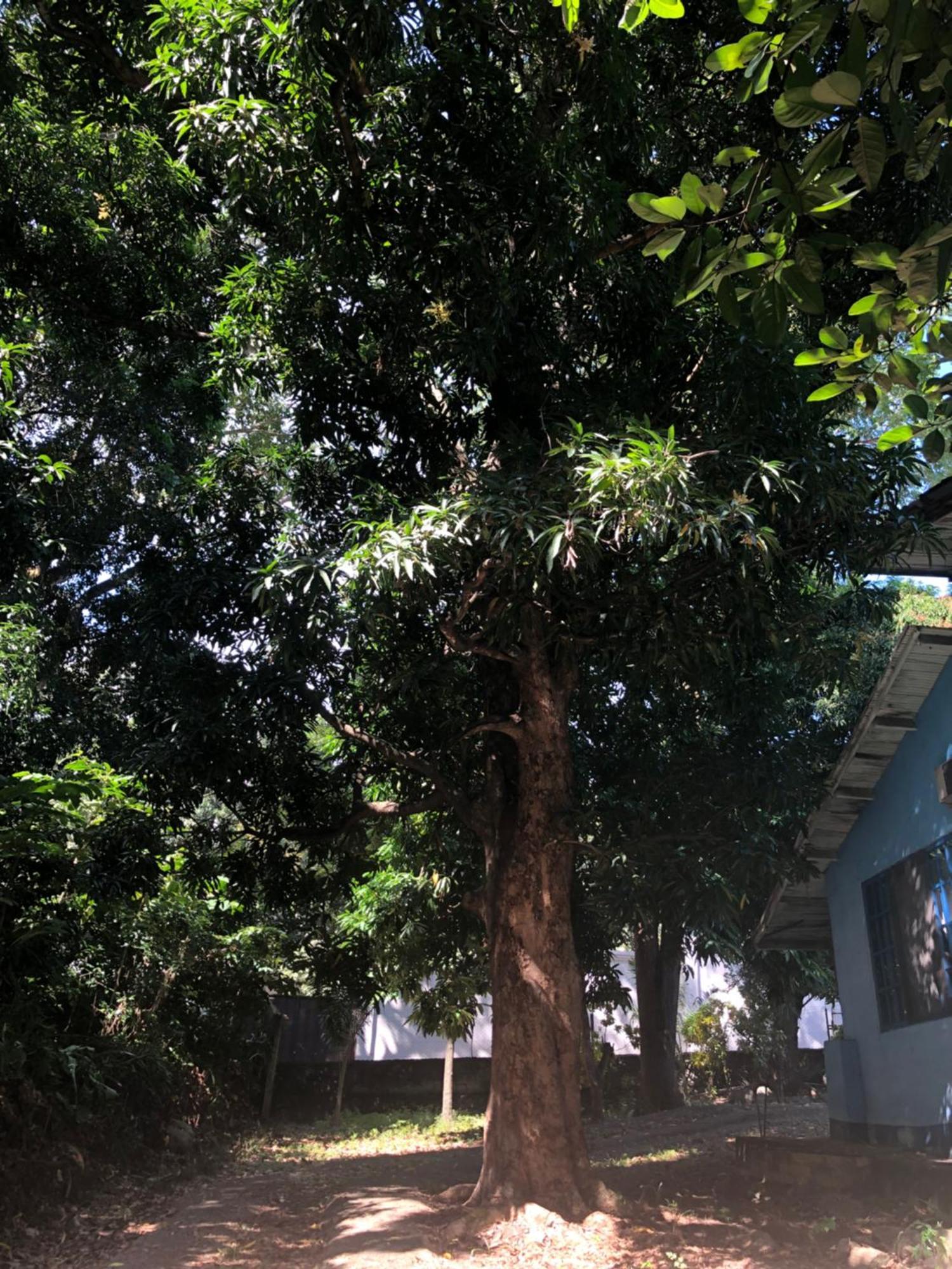 Hostal Juan Lindo ซานเปโดร ซูลา ภายนอก รูปภาพ